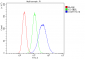 Anti-COMT Antibody Picoband™ (monoclonal, 15C10)